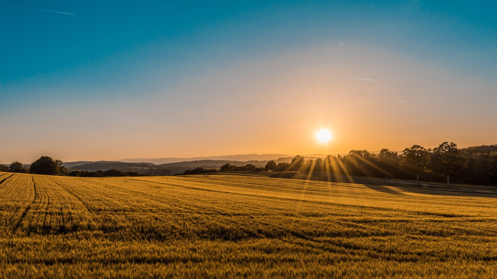 Sunlit path through a golden wheat field